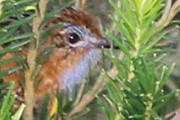 Southern Emu-wren (Stipiturus malachurus)